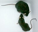 Photo of two mice, one is significantly larger than the other