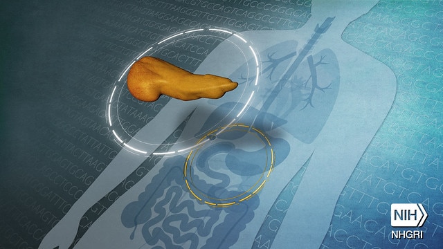 A digital photo highlighting a pancreas within the body