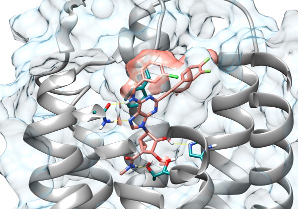 Molecular image of a chemical receptor