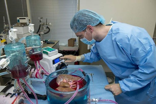 Researcher working with a supercooled liver