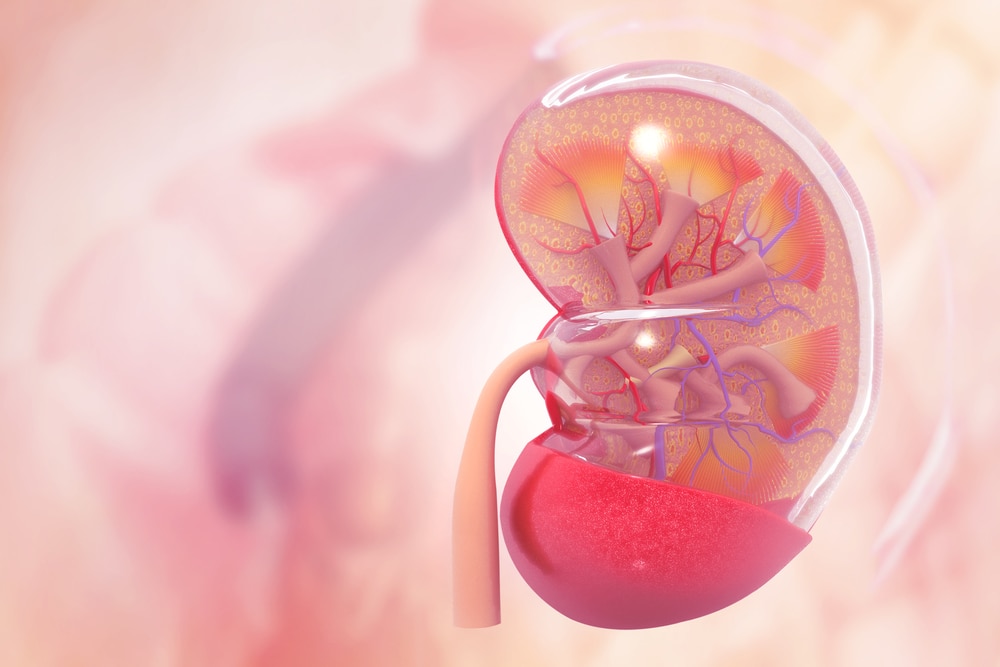 Human kidney cross section on scientific background. 3d illustration