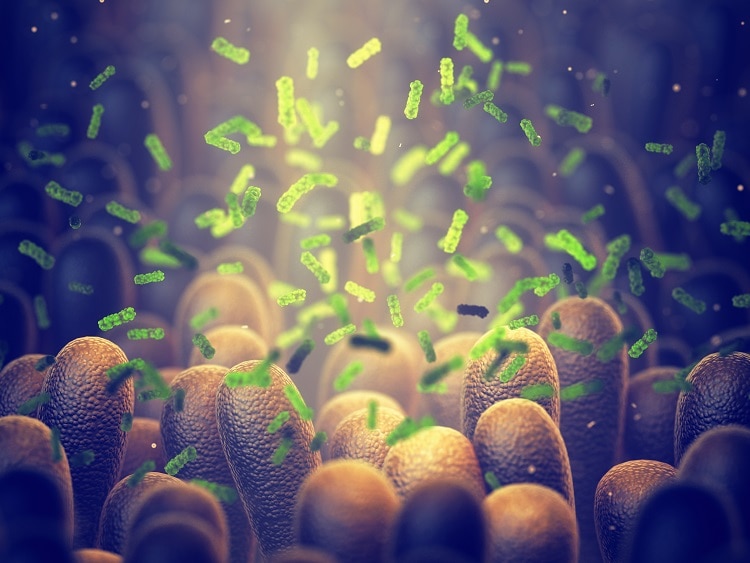Illustration of microbes in intestine