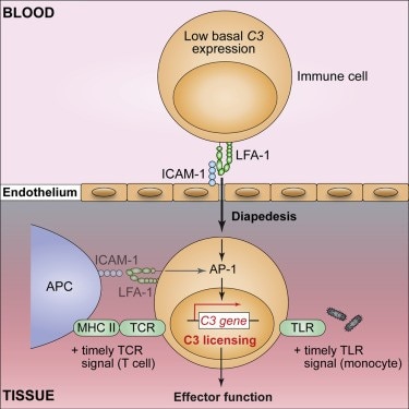 Illustration showing mechanism of C3 gene activation