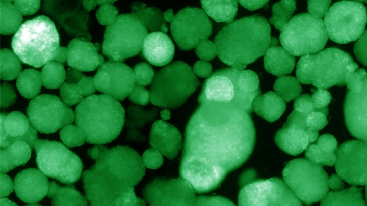 Round, green cell-like structures