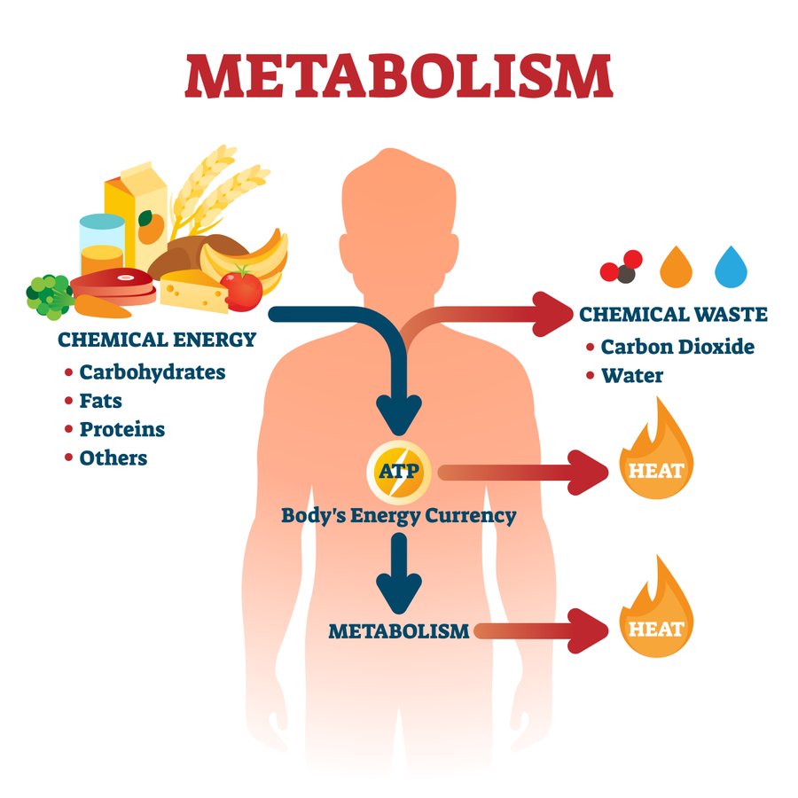 Illustration depicting human metabolism. Accessible description available below.