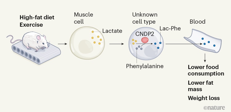 Infographic describes the molecular pathway for Lac-Phe production. Accessible description available below.