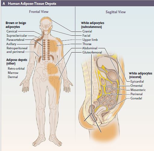 Medical illustration of human adipose-tissue depots. 