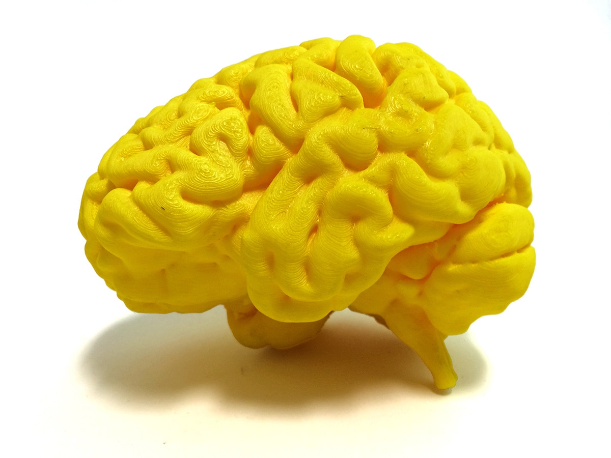3d printed human brain