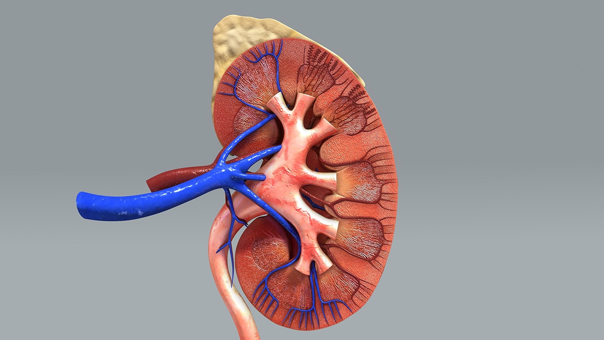 A cross section of the kidney