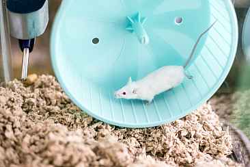 Mouse running on a wheel