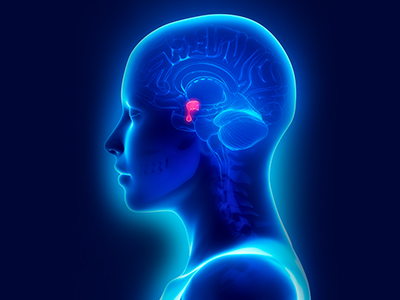 Lateral view of the pituitary gland inside a woman's brain
