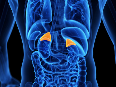 Medical illustration of adrenal glands.