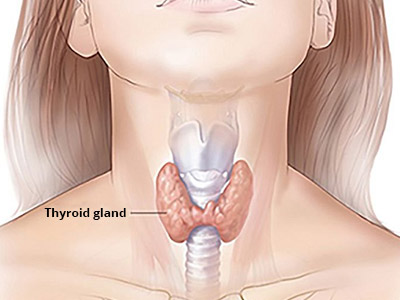 A diagram of the thyroid gland.