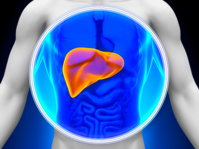 Cutaway view of the human body highlighting the liver