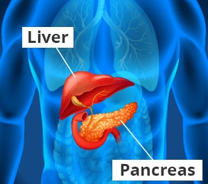 Illustration of the liver and pancreas.