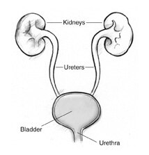 Drawing of the urinary tract with kidneys, ureters, bladder, and urethra labeled.