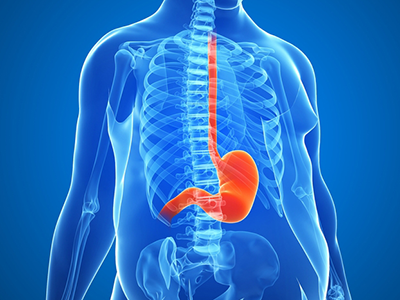 Obesity organ diagram