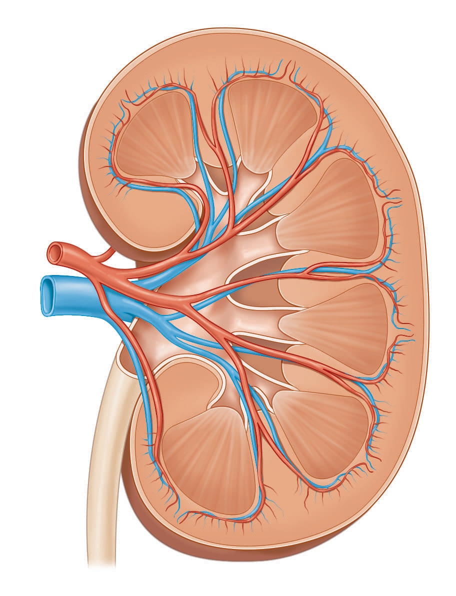 Kidney Biopsy | NIDDK