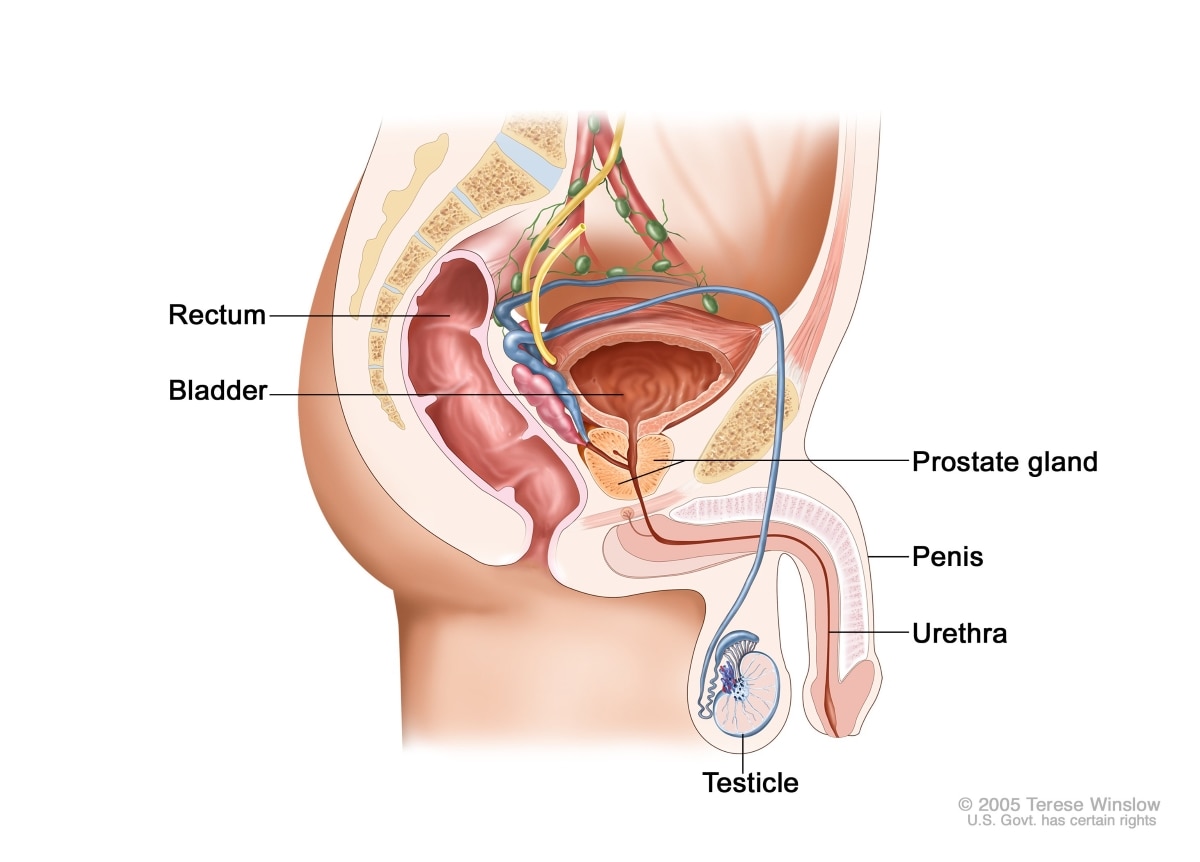 Side view of the male reproductive organs and urinary tract, including the prostate gland. Labels show the rectum, bladder, prostate gland, penis, urethra, and testicle.