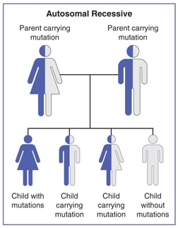 Ein Diagramm, das zeigt, wie Eltern autosomal-rezessive Mutationen an Kinder weitergeben.