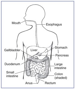 Drawing of the digestive system inside the outline of a man's torso with labels pointing to the mouth, esophagus, stomach, liver, gallbladder, pancreas, duodenum, small intestine, large intestine, colon, rectum, and anus.