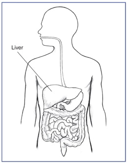 Zeichnung des Verdauungstraktes und der Leber innerhalb eines Umrisses eines menschlichen Körpers. Die Leber ist markiert.
