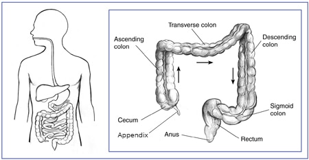 [Linked Image from niddk.nih.gov]