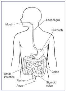 Ritning av mag-tarmkanalen med munnen, matstrupen, magen, tunntarmen, tjocktarmen, sigmoid kolon, rektum och anus märkt.