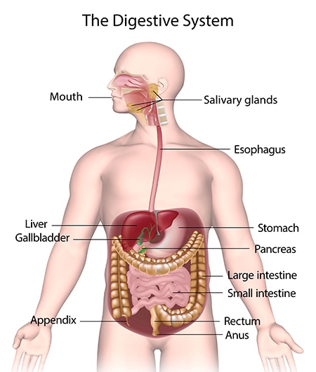 digestive system esophagus function