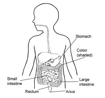 Frontal image of body chart with stomach, colon, anus, rectum and small and large intestines