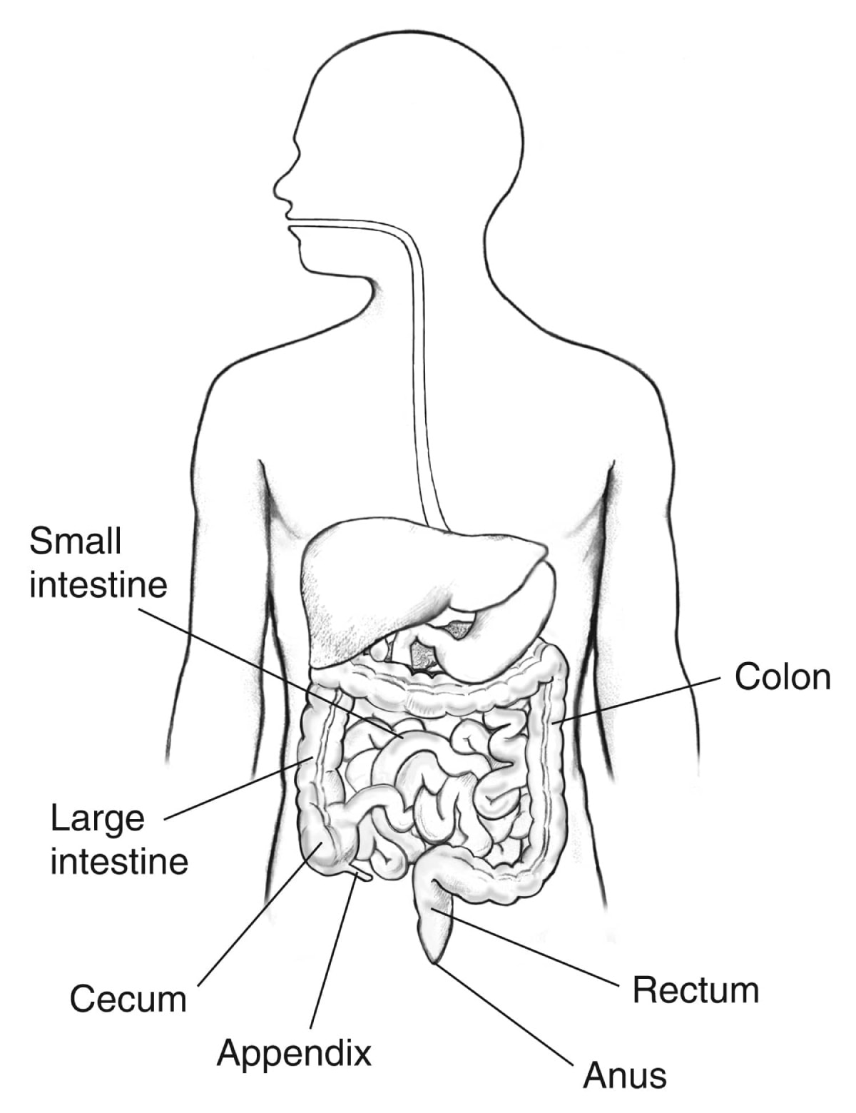 Diagram of the digestive tract with labels for the small intestine, large intestine, cecum, appendix, anus, rectum, and colon.