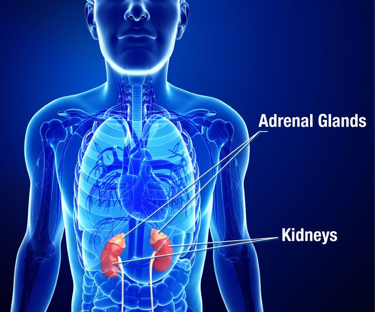 Graphic illustrates the location of the adrenal glands in relation to the kidneys