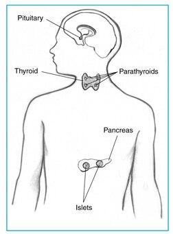 what are the different types of glands