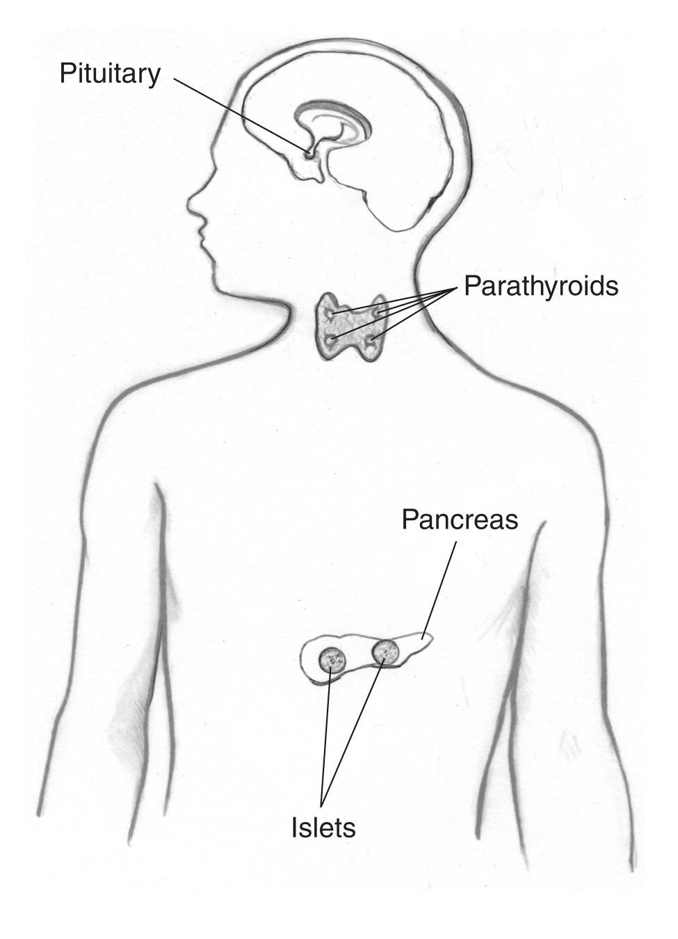 four endocrine glands in the neck region