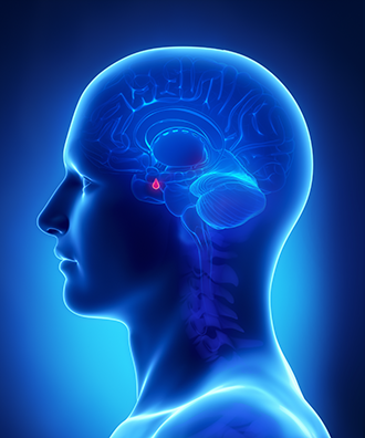 Illustration of the pituitary gland and its location in the brain.