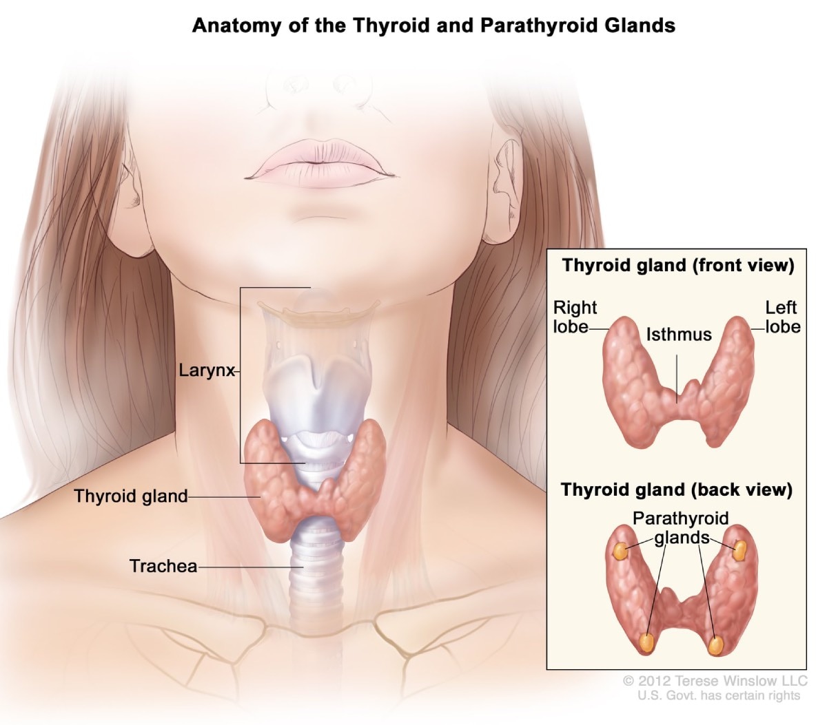 Primary Hyperparathyroidism - NIDDK