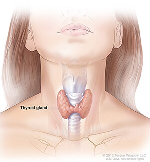 Illustration of the thyroid gland and its location in the neck.