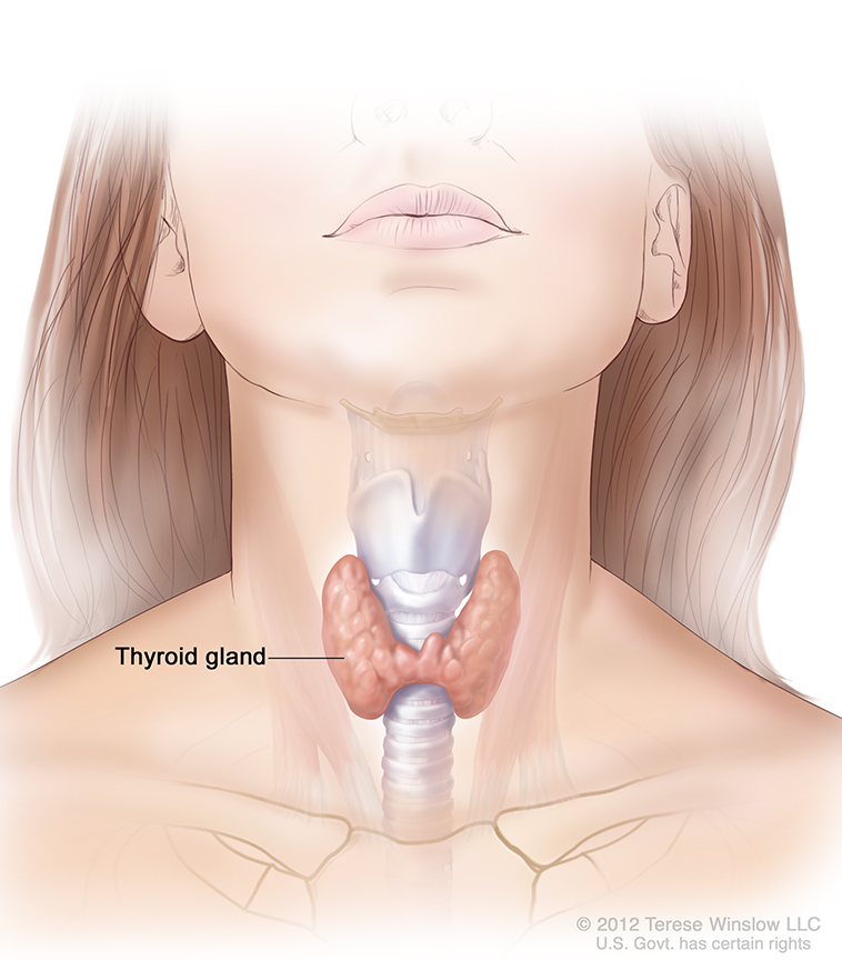 Illustration of the thyroid gland and its location in the neck.