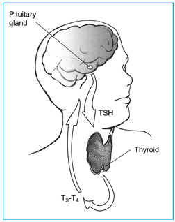 Drawing ot eh Pituitary gland and thyroid producing hormones.