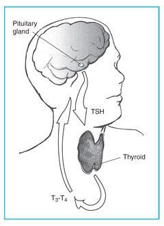 Drawing of the head and neck with the thyroid, pituitary gland, TSH, and T3–T4 labeled. Arrows show the direction of TSH from the pituitary gland to the thyroid gland and of T3–T4 from the thyroid to the pituitary gland.