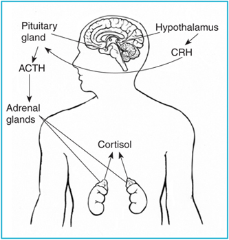 Drawing of the brain and adrenal glands within an outline of a male torso. The hypothalamus, pituitary gland, adrenal glands, and kidneys are labeled. Arrows show the effect of CRH on ACTH and the effect of ACTH on cortisol.