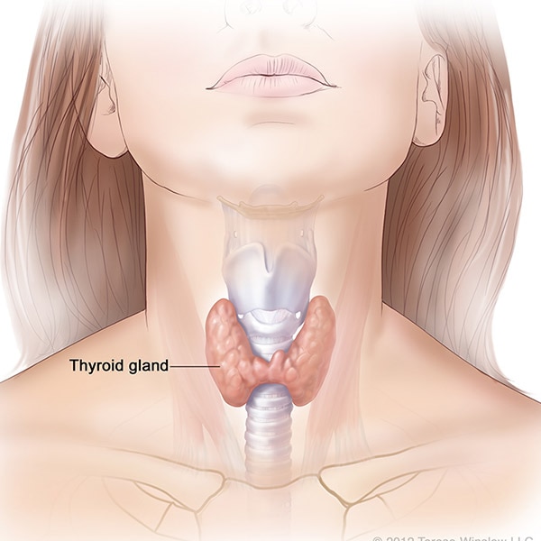 Hypothyroidism (Underactive Thyroid) | NIDDK