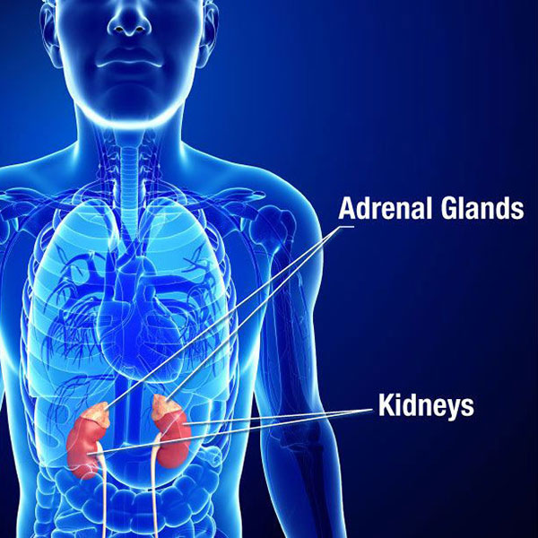 Fatigue syndrome symptoms of adrenal Possible Signs