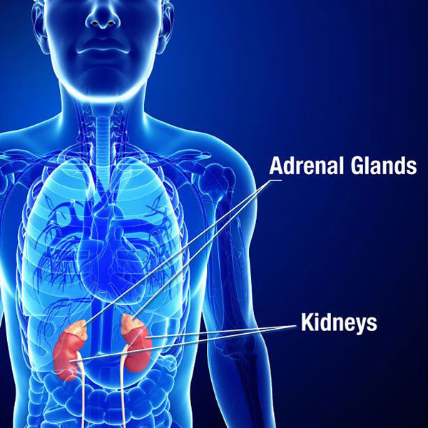 Illustration of Male kidney