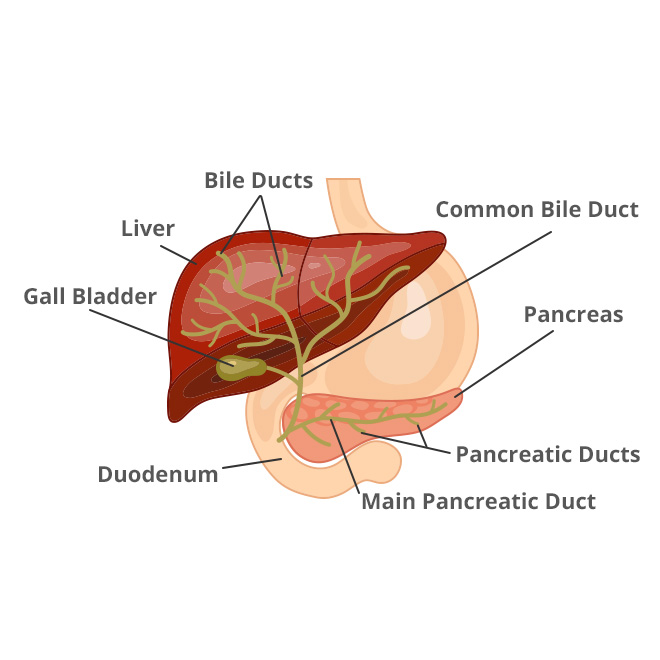 bile duct diagram