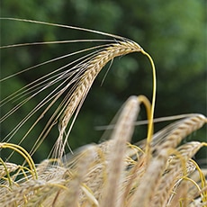 image of wheat