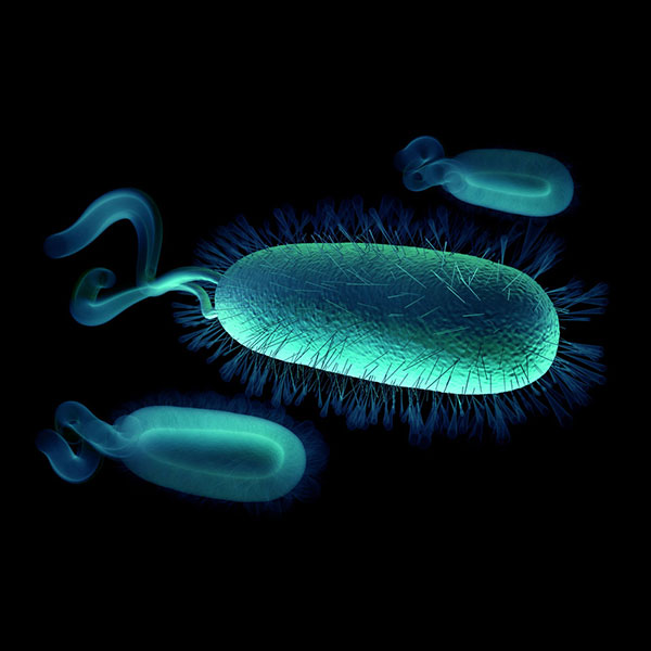 Helicobacter pylori bacterium