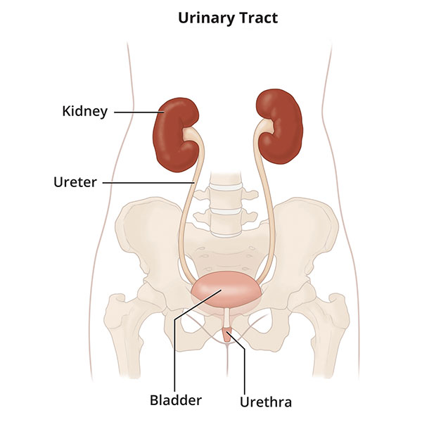 Urinary tract, which includes the kidneys, ureters, bladder, and urethra.
