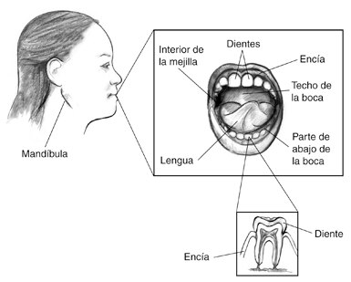 Drawing of the profile of a woman with a sign that points to the jaw.
