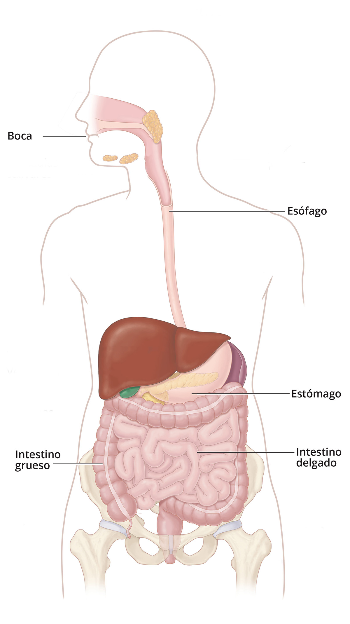 Tracto digestivo dentro de la silueta de la mitad superior del cuerpo humano. Los alimentos viajan desde la boca, a través del esófago, hasta el estómago, el intestino delgado y el intestino grueso.
